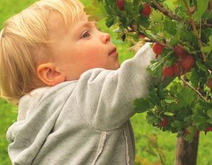 Verdura, frutta e cereali integrali per un intestino più sano