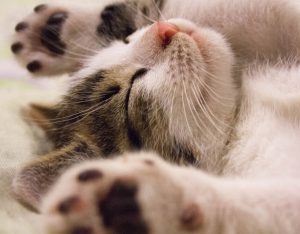 Impariamo dalla natura: stiracchiarsi fa bene