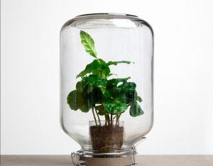 Attività a scuola: osserviamo il respiro delle foglie