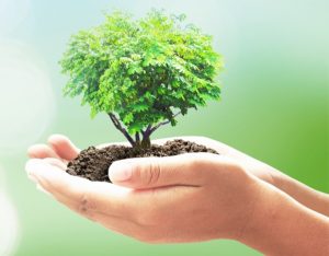 Attività: l'albero delle buone abitudini!