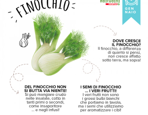 Orto-Scuola: il Finocchio