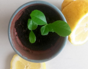 Orto in casa: il limone!