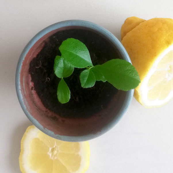 Orto in casa: il limone!